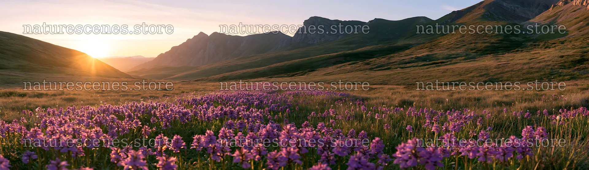 Colorful orchid meadow at sunset in mountainous landscape – nature scenes 14762x4268