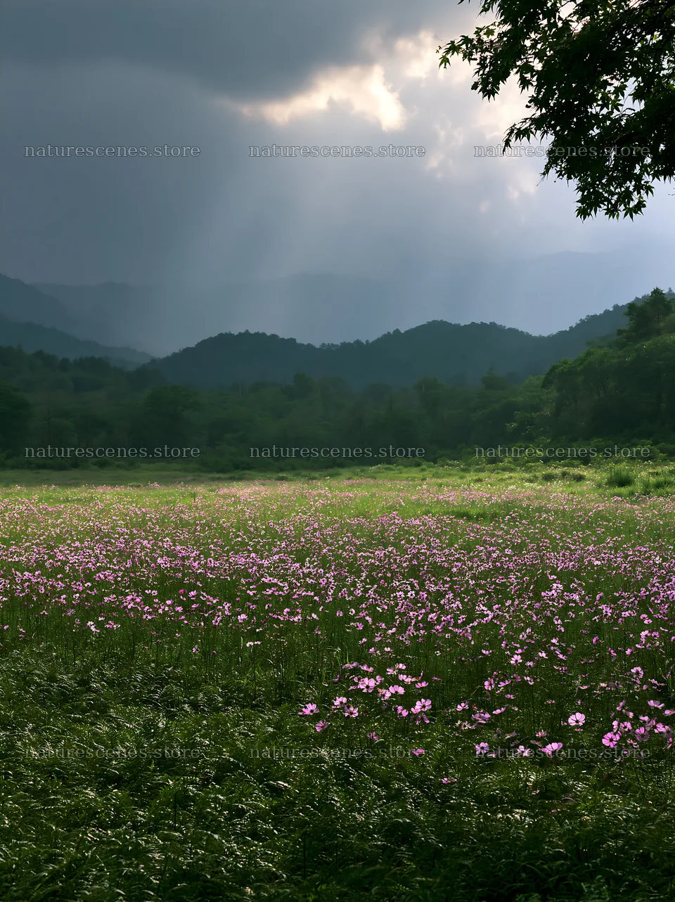 Nara summer meadow with ferns and mountains in the distance – nature scenes 6866x9174