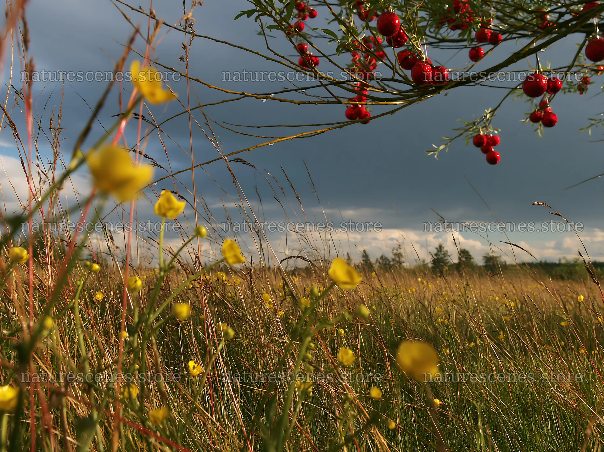 Open meadow with winter grasses and baubles hanging from branches – nature scenes 9174x6866
