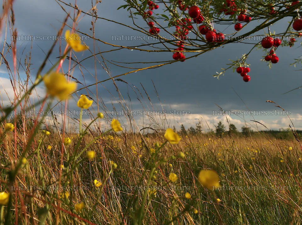 Open meadow with winter grasses and baubles hanging from branches – nature scenes 9174x6866