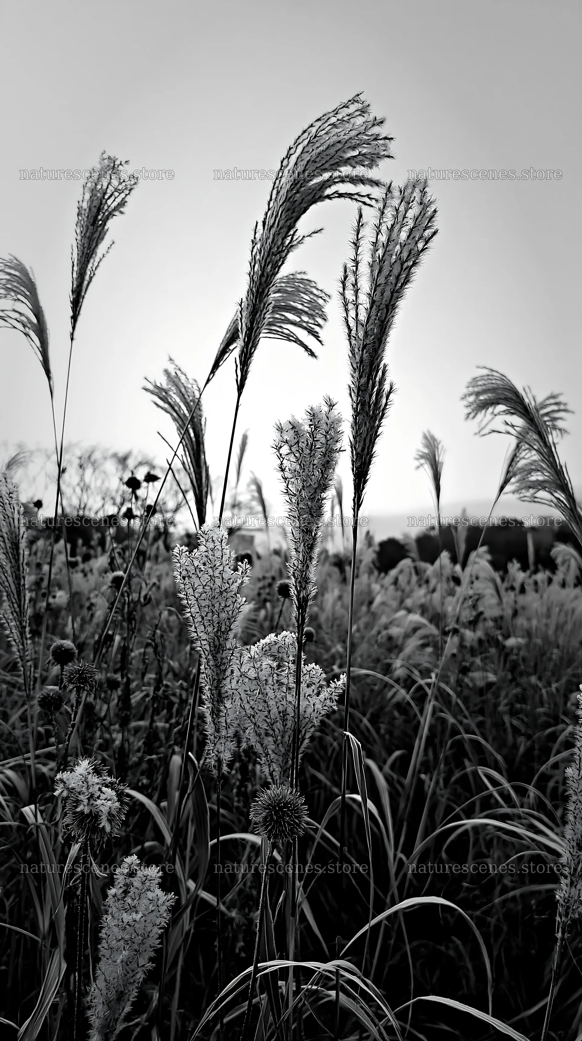 Tokyo urban biodiversity meadow with seedheads at dusk – nature scenes 5938x10608