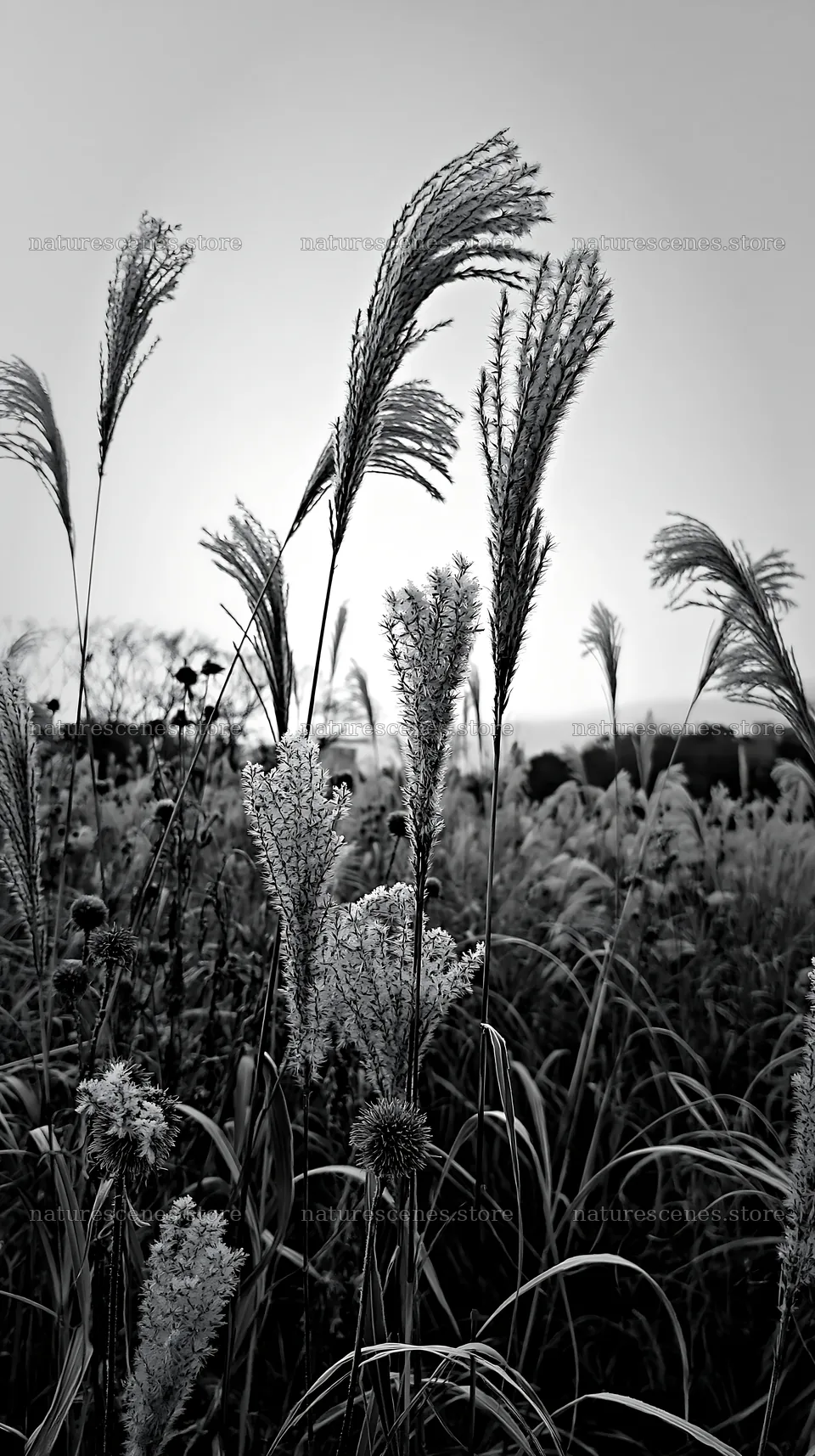 Tokyo urban biodiversity meadow with seedheads at dusk – nature scenes 5938x10608