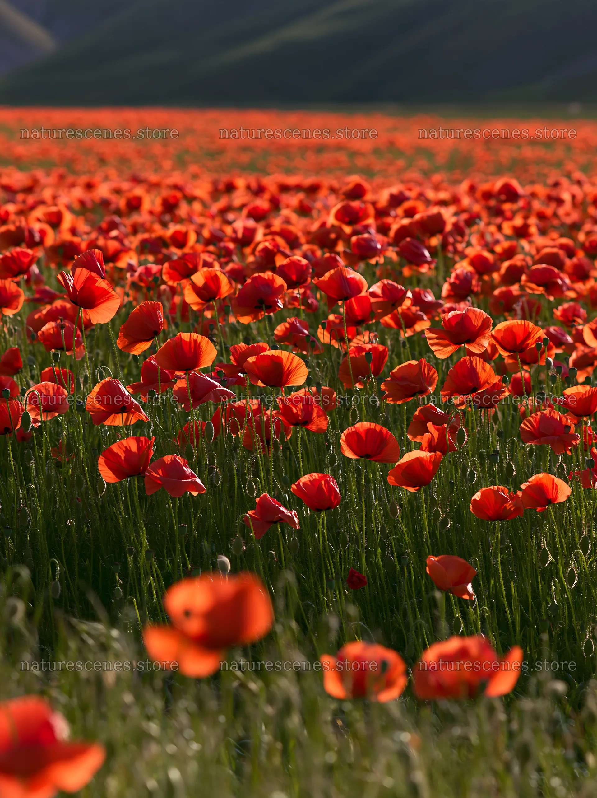 Colorful poppy meadow with bright red blooms under sunlight – nature scenes 6866x9174