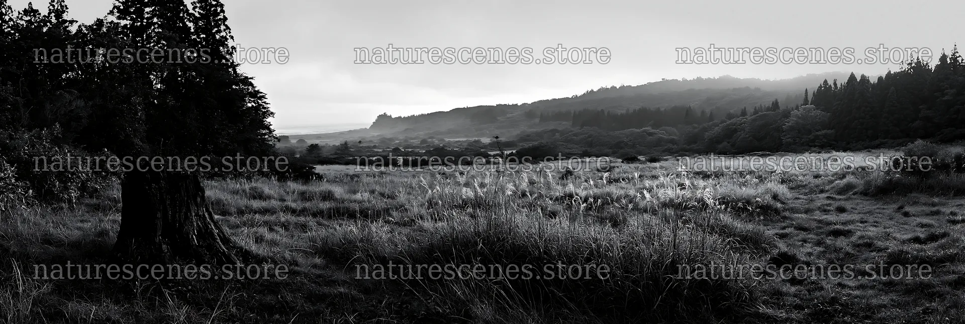 Fukushima native meadow with weathered stump – nature scenes 13690x4602