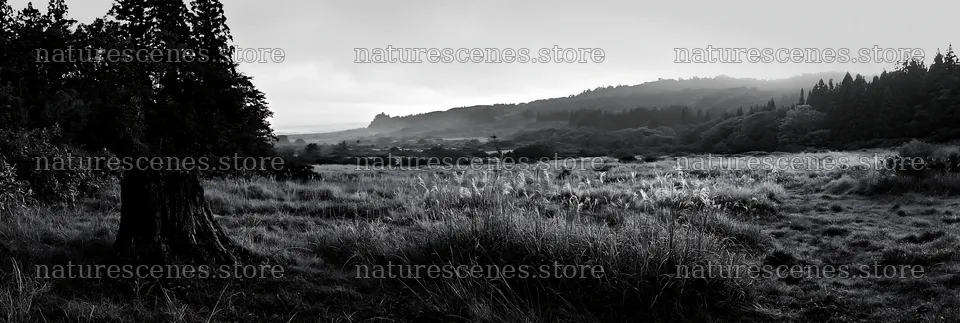 Fukushima native meadow with weathered stump – nature scenes 13690x4602