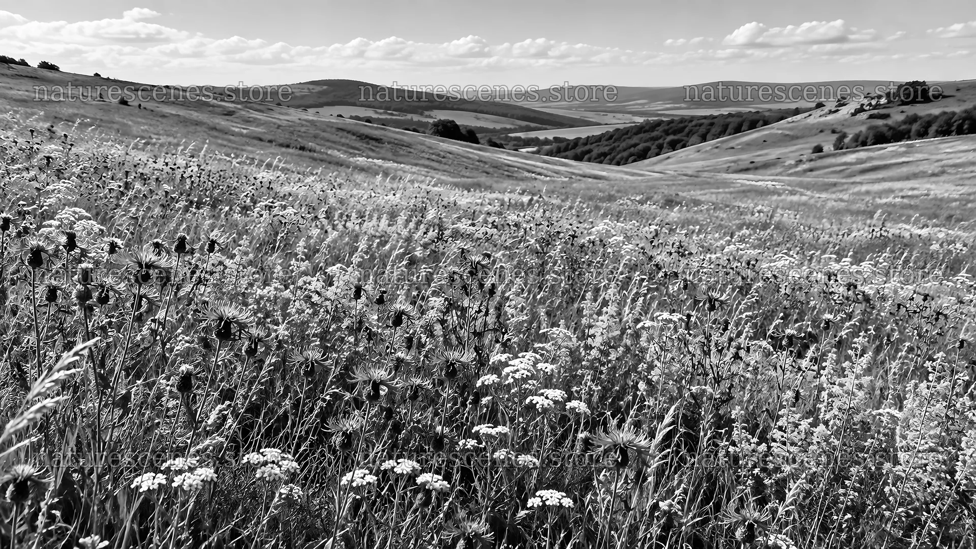Black and White Wildflower Meadow on Rolling Hills – nature scenes 10324x5812