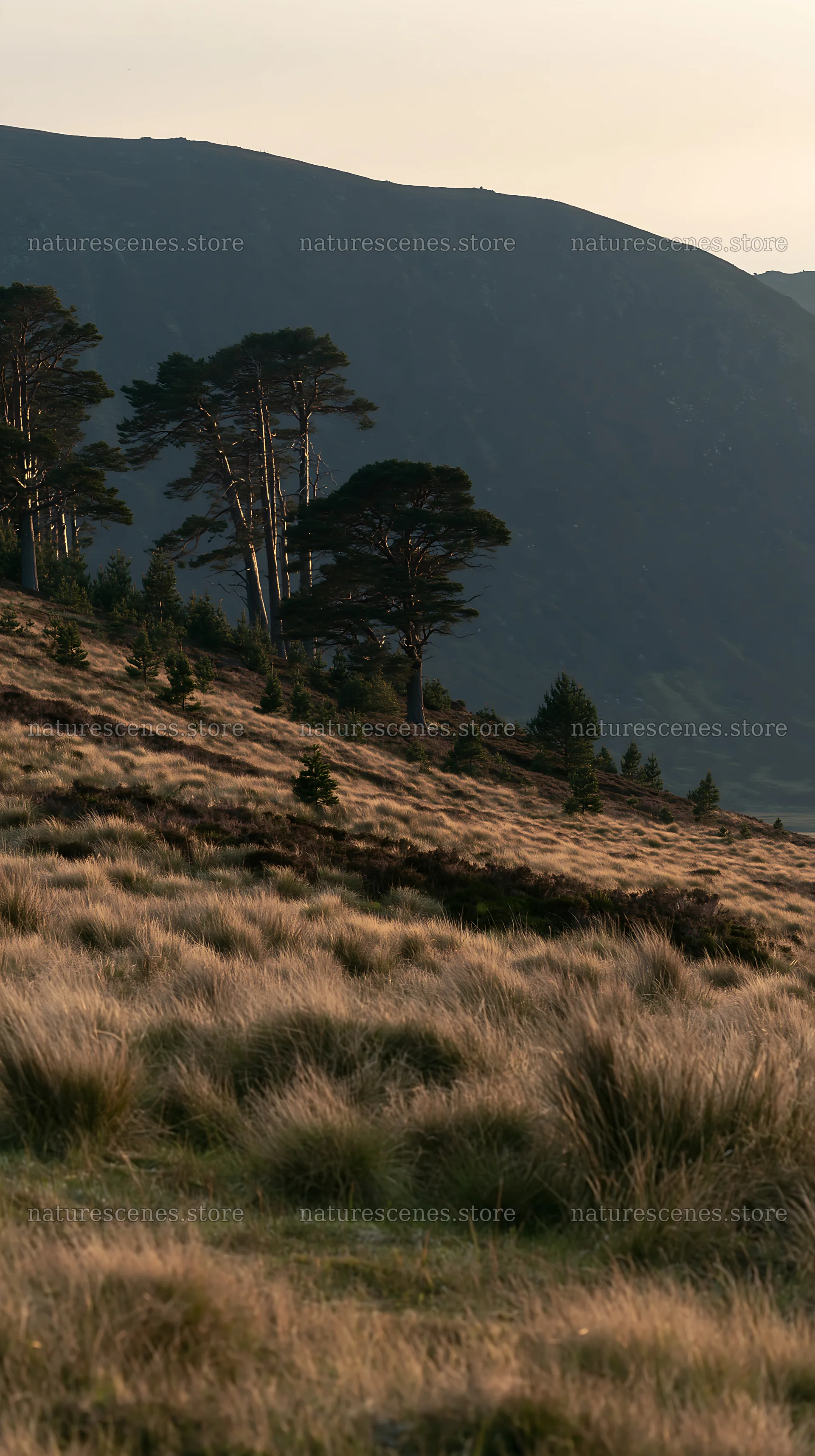 Meadow landscape with trees under mountain range – nature scenes 5938x10608