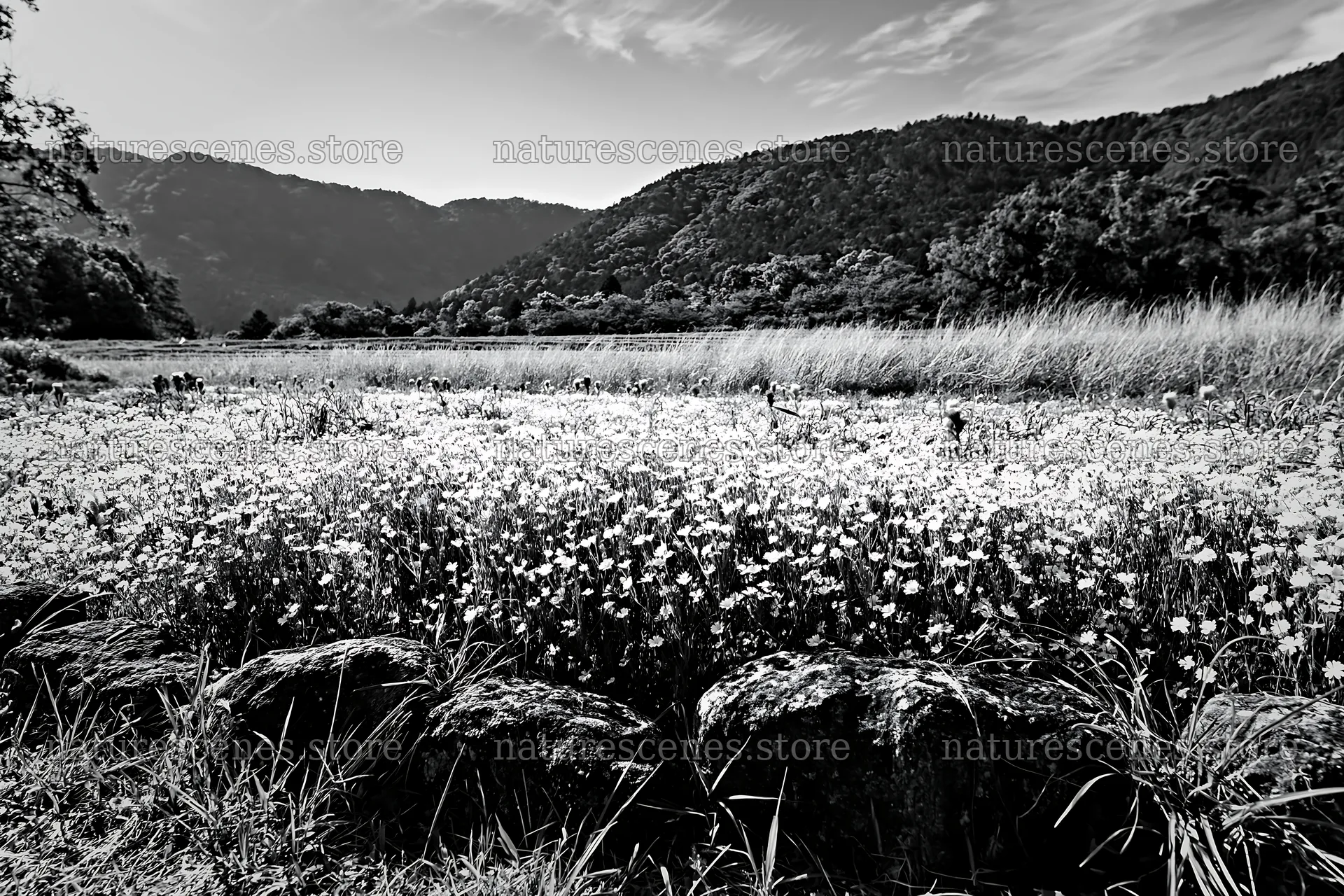 Kyoto spring wildflower meadow stone foreground – nature scenes 9722x6480