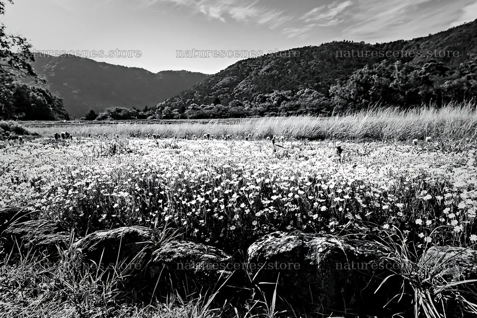 Kyoto spring wildflower meadow stone foreground – nature scenes 9722x6480
