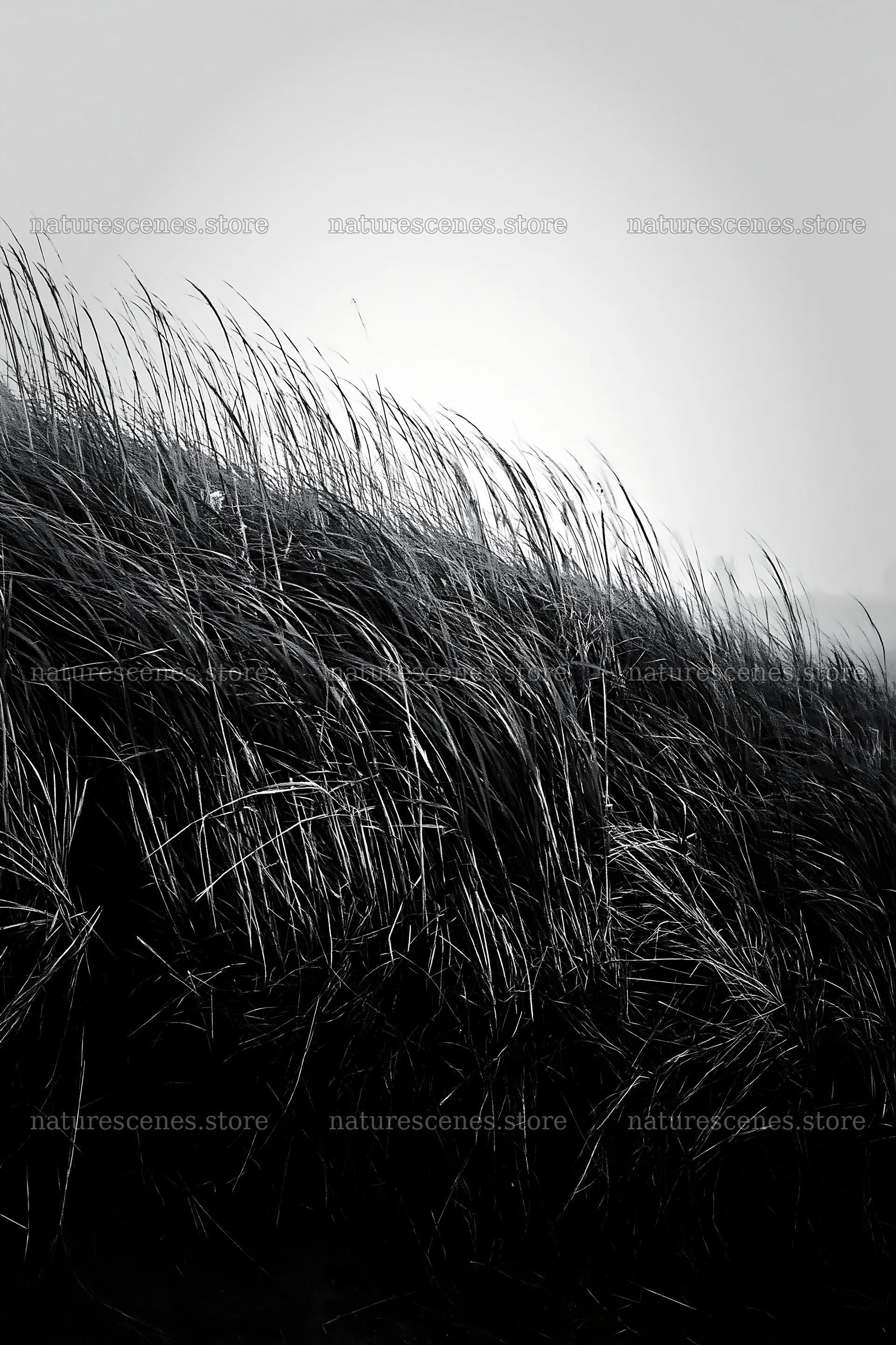Tottori windy meadow with dune grasses swaying in the breeze – nature scenes 6480x9722