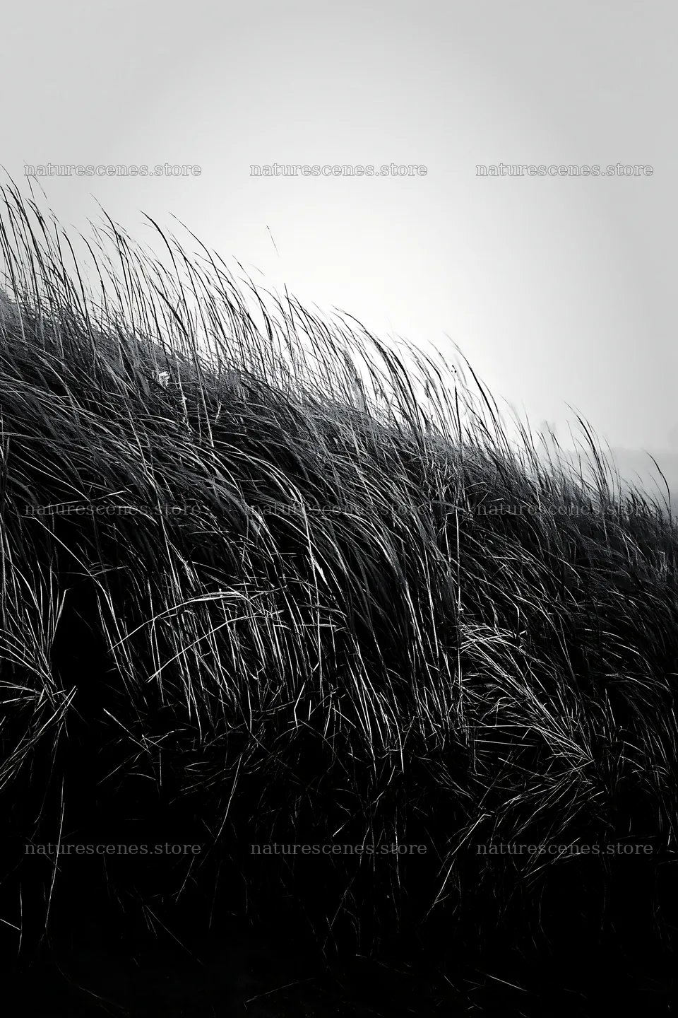 Tottori windy meadow with dune grasses swaying in the breeze – nature scenes 6480x9722