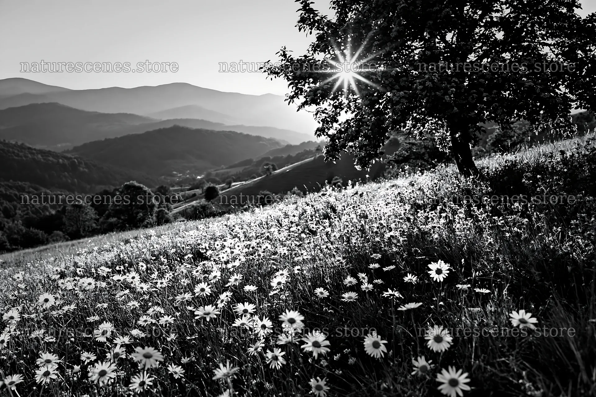 Transylvania summer hay meadows with sun and flowers – nature scenes 9722x6480