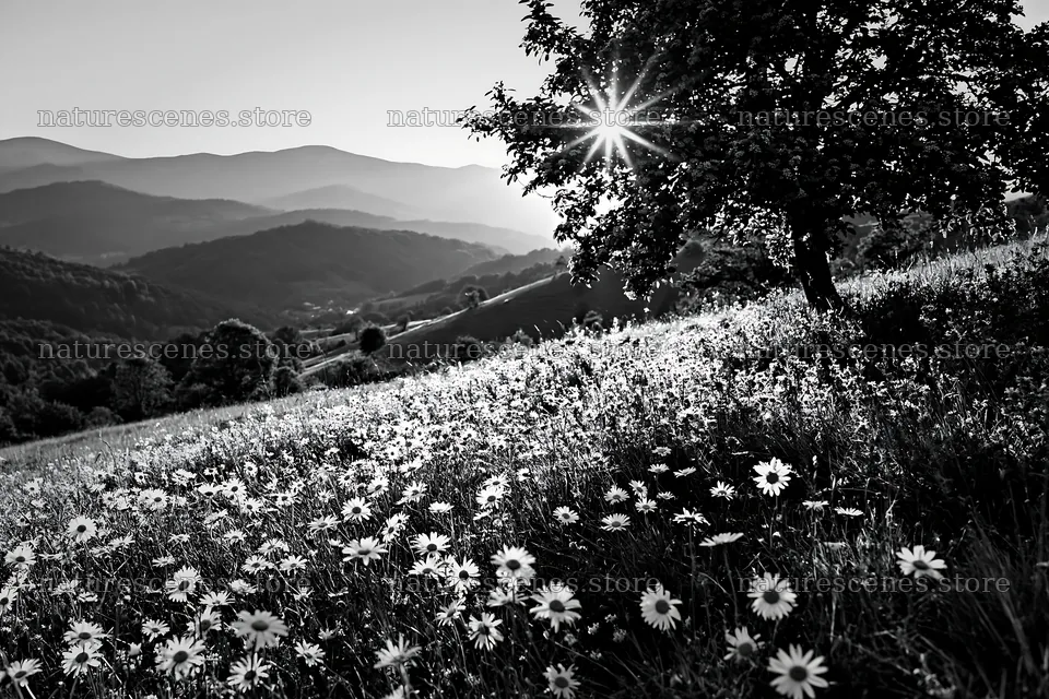 Transylvania summer hay meadows with sun and flowers – nature scenes 9722x6480