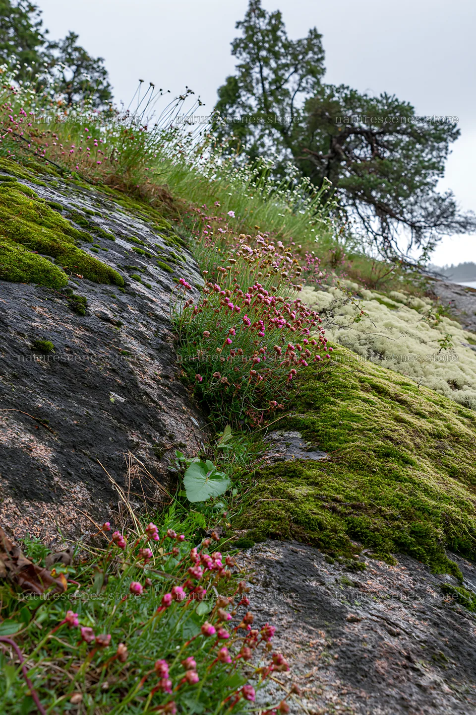 Mossy boulder meadow with flowers and green plants – nature scenes 6480x9722