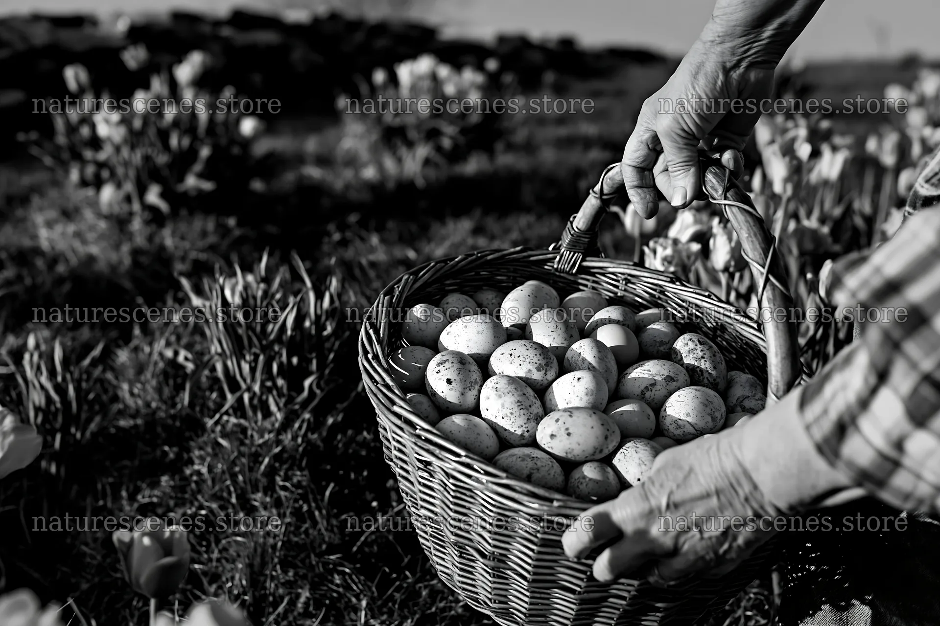 Easter basket filled with eggs in a meadow setting – nature scenes 9722x6480