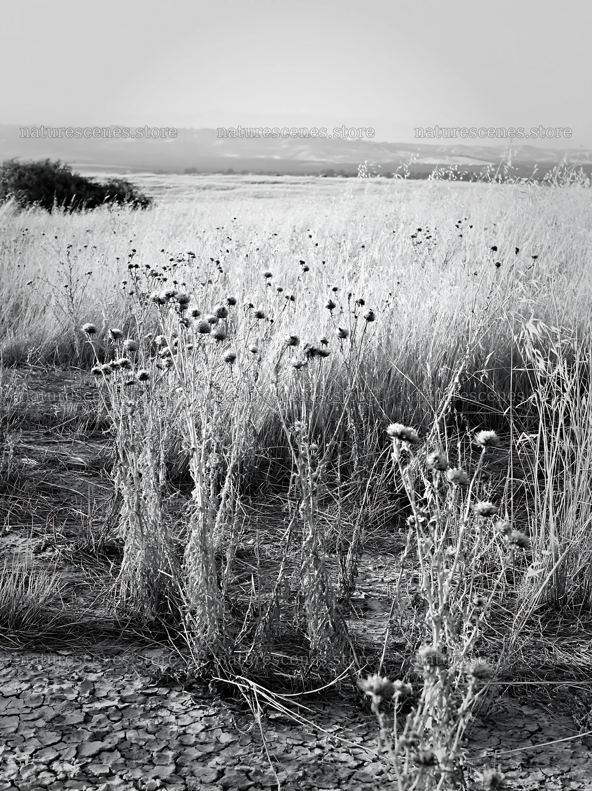 Drought-tolerant meadow with dry grass and wild plants – nature scenes 6866x9174