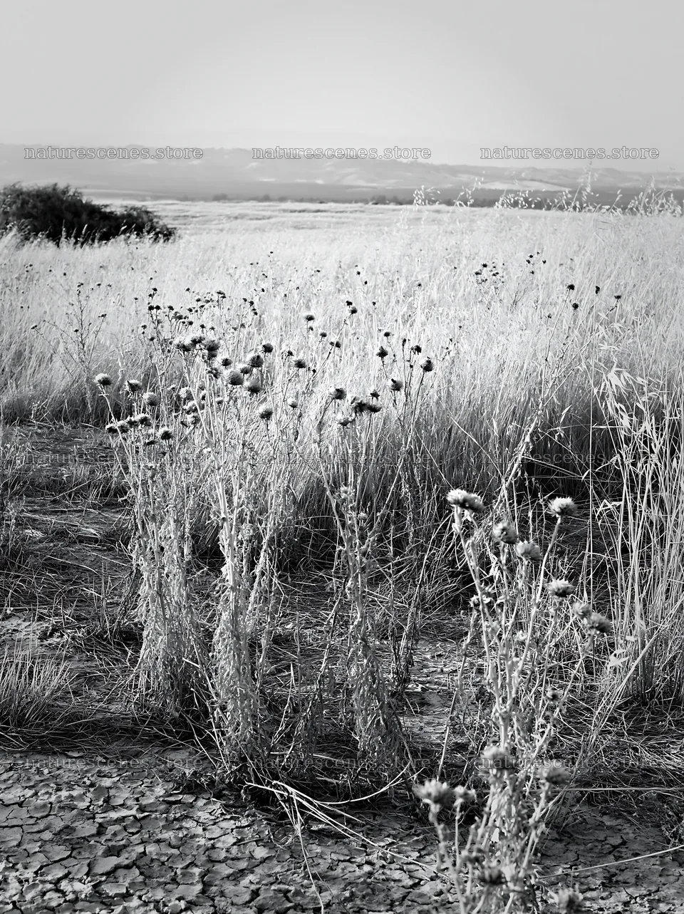 Drought-tolerant meadow with dry grass and wild plants – nature scenes 6866x9174