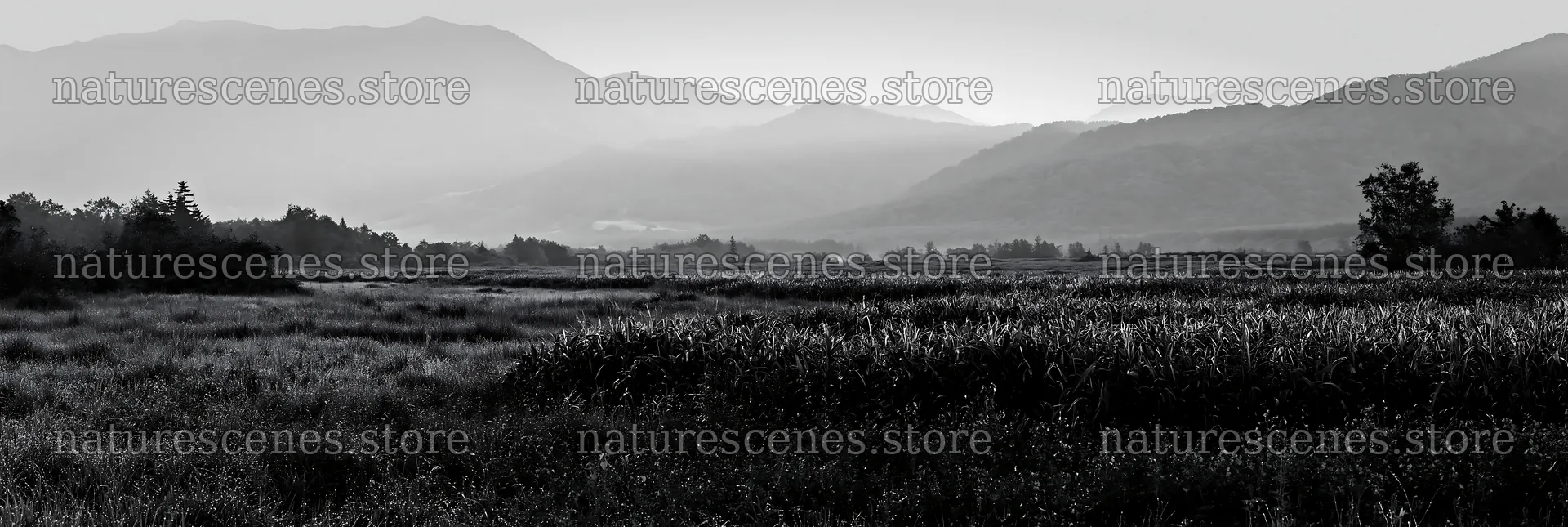 Expansive Hokkaido restoration meadow with dewdrops – nature scenes 13690x4602