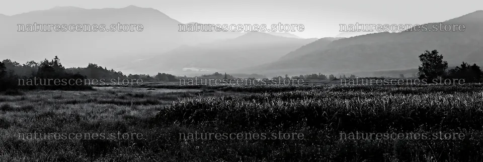 Expansive Hokkaido restoration meadow with dewdrops – nature scenes 13690x4602