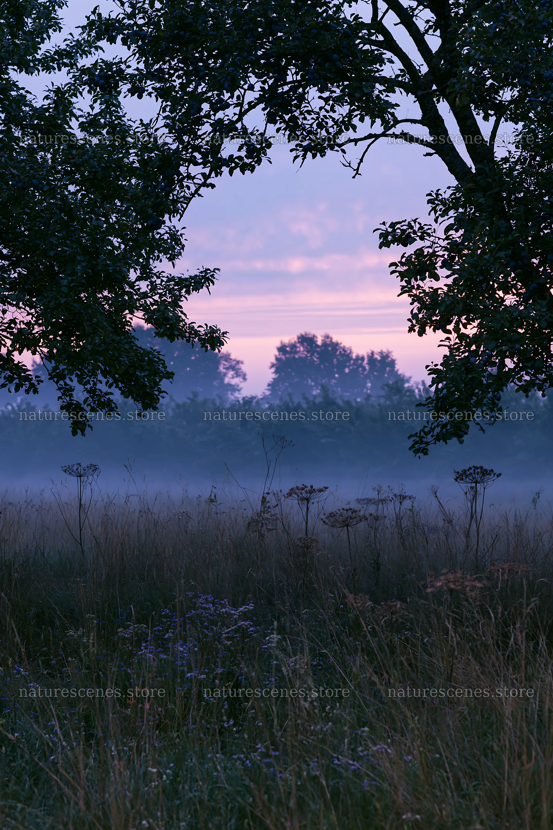Foggy meadow with trees and wildflowers at dawn – nature scenes 6480x9722