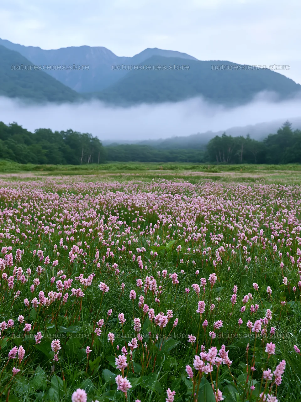 Expansive Hokkaido restoration meadow with dewdrops – nature scenes 6866x9174