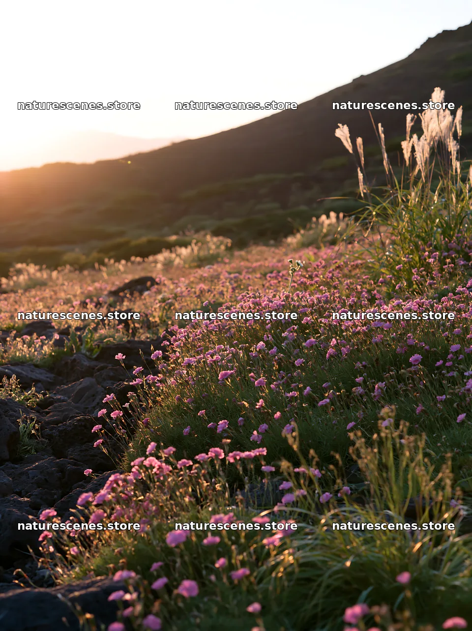 Kanagawa heat resilient meadow volcanic stones at sunset – nature scenes 6866x9174