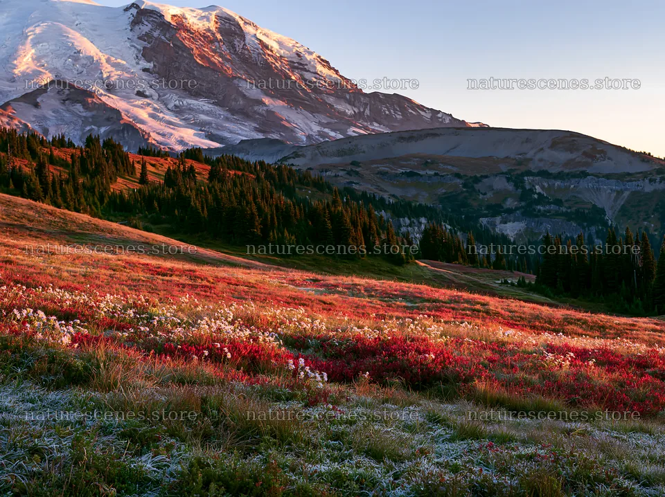 Mount Rainier wildflower meadow at sunrise – nature scenes 9174x6866
