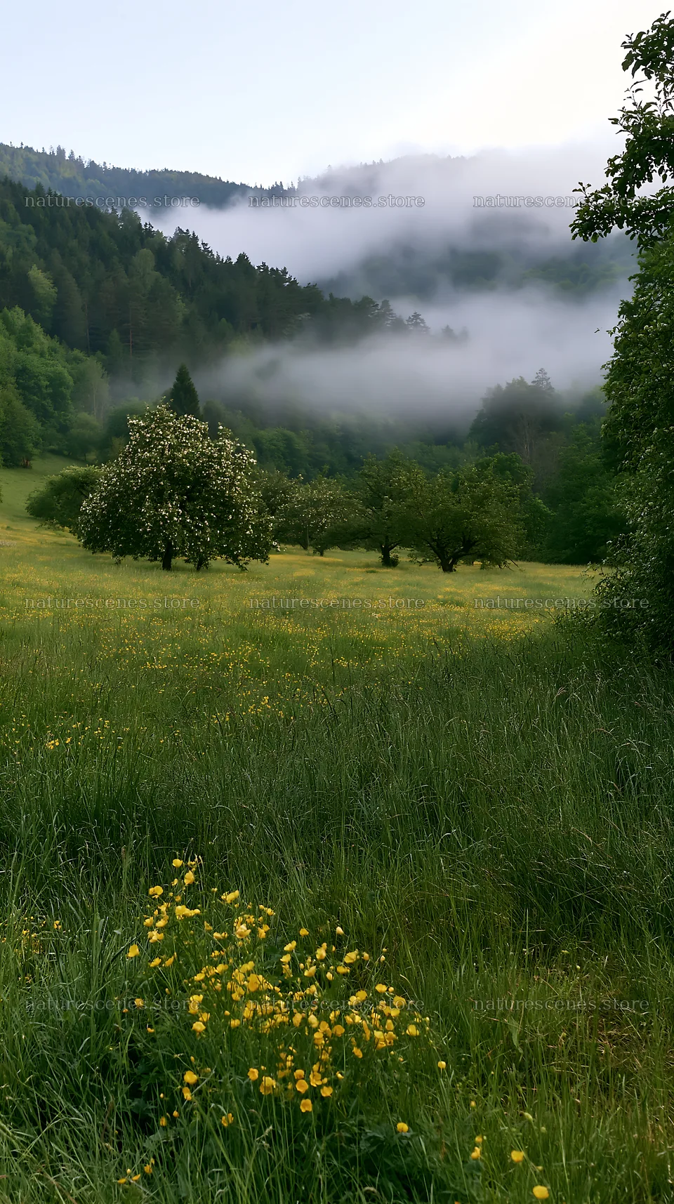 Valley apple meadow with trees and fog in morning light – nature scenes 5938x10608