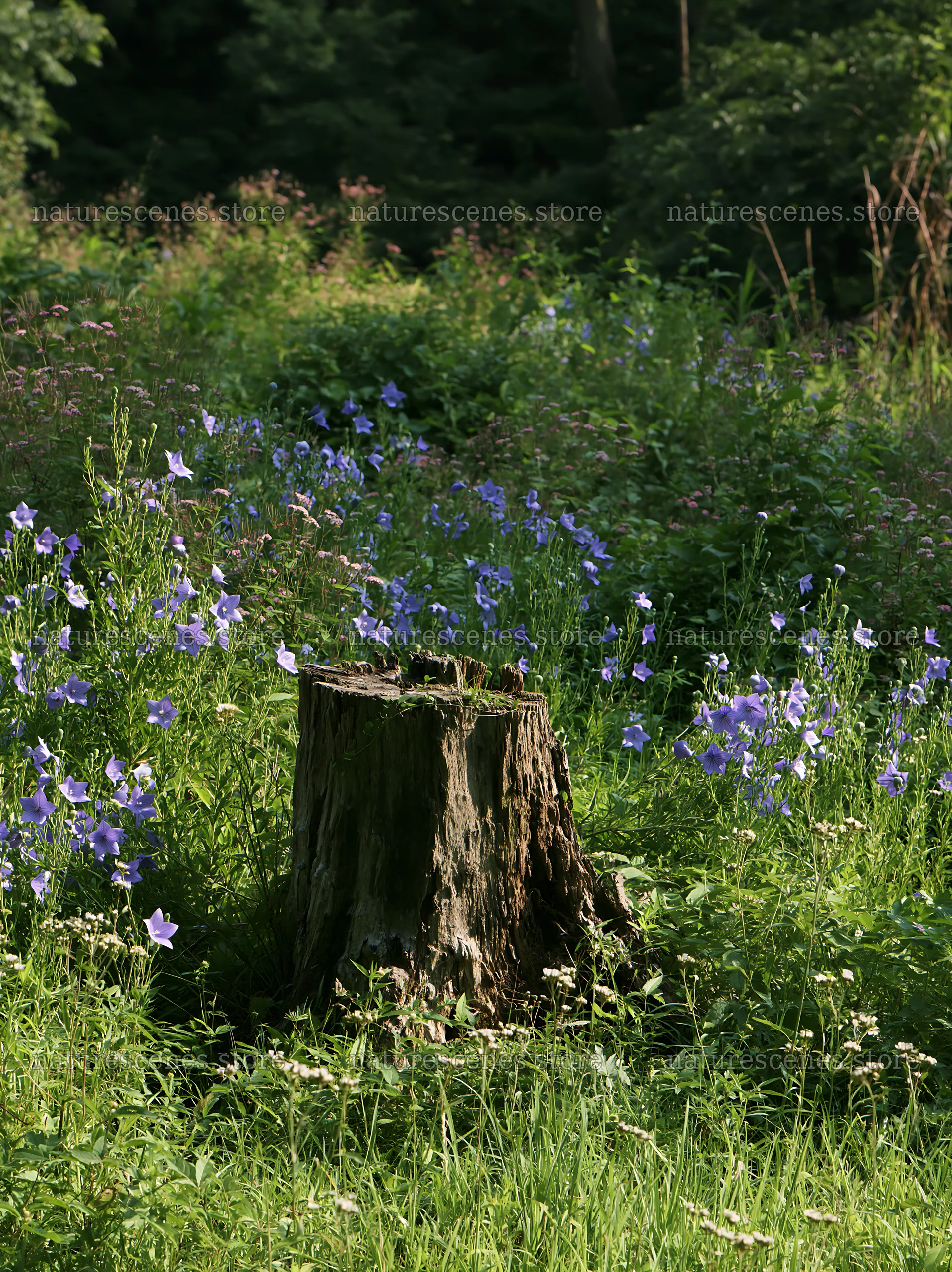 Fukushima native meadow with weathered stump – nature scenes 6866x9174