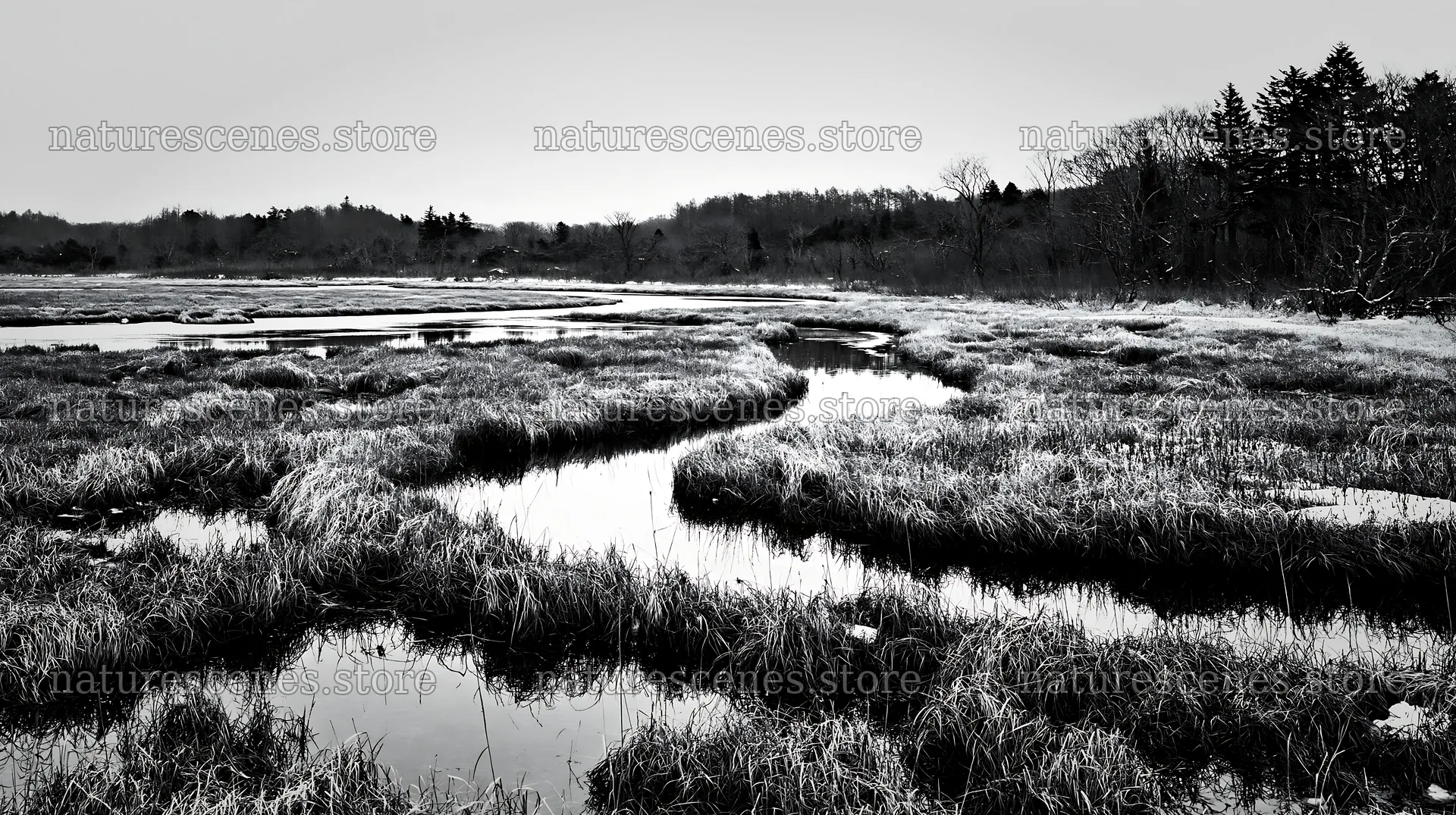 Akita snowmelt meadow with silver grasses in black and white – nature scenes 10608x5938