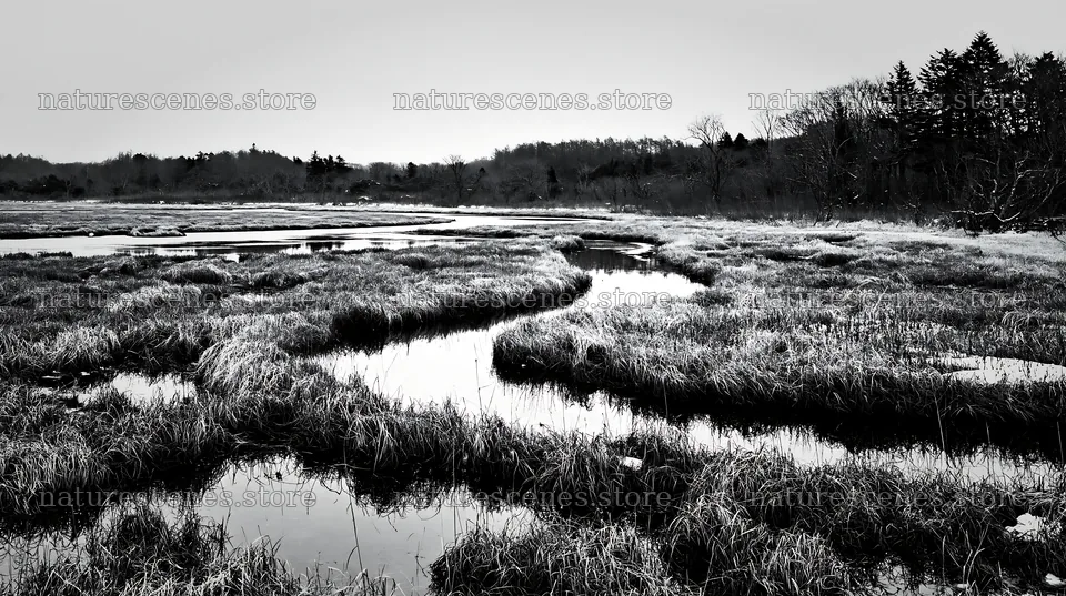 Akita snowmelt meadow with silver grasses in black and white – nature scenes 10608x5938