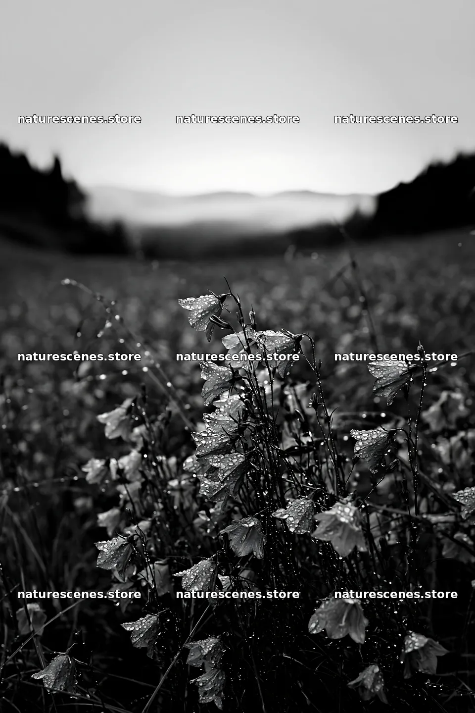 Fukui native grass meadow rain droplets with purple flowers – nature scenes 6480x9722
