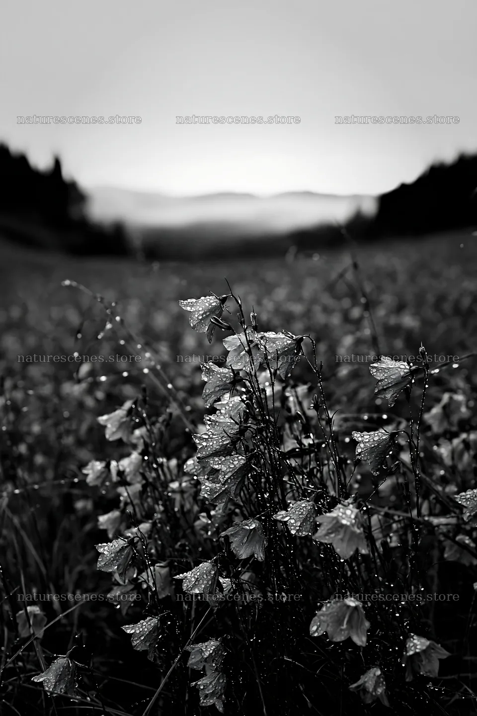 Fukui native grass meadow rain droplets with purple flowers – nature scenes 6480x9722