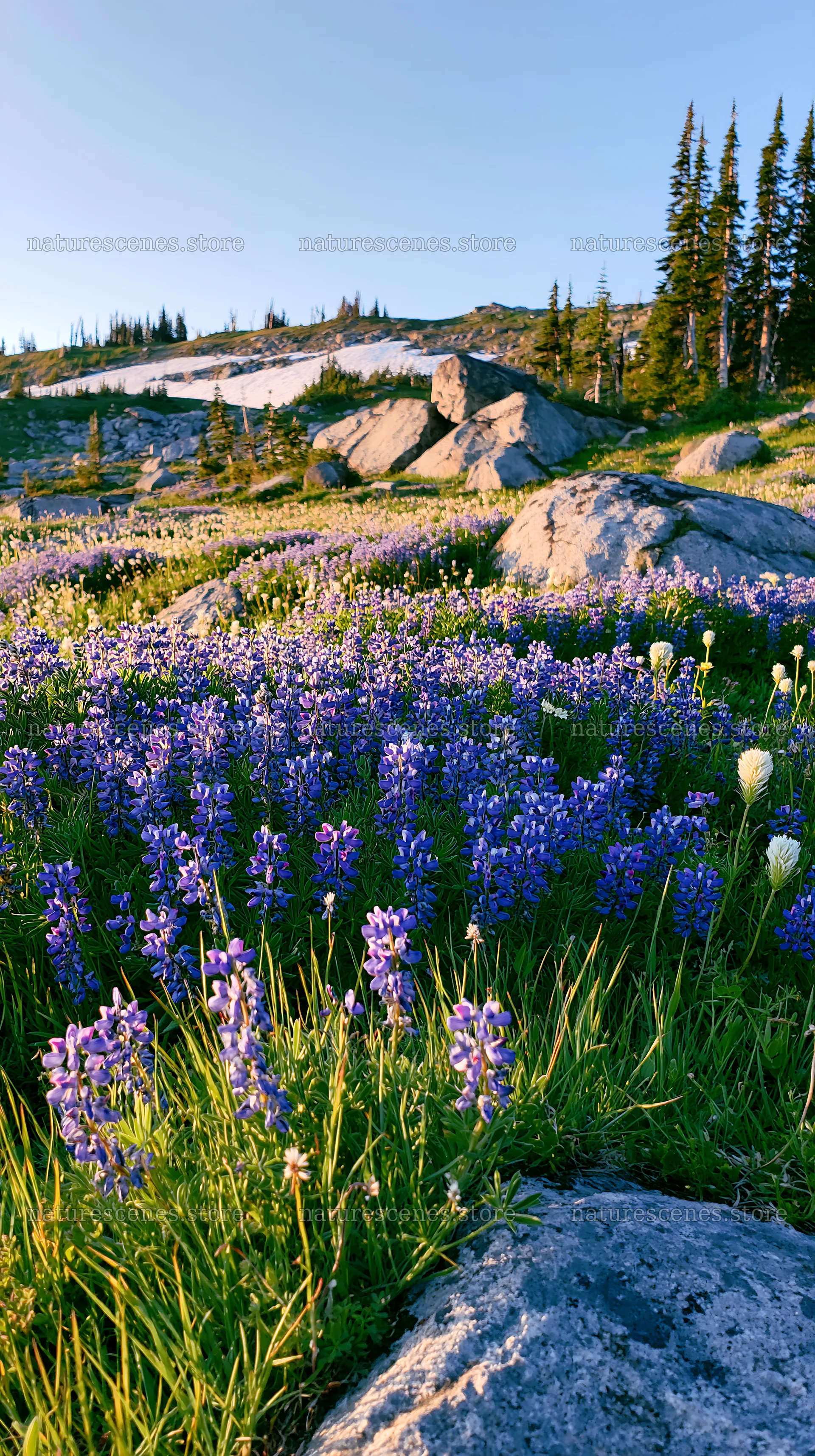 Meadow with boulders and wildflowers in bright sunlight – nature scenes 5938x10608