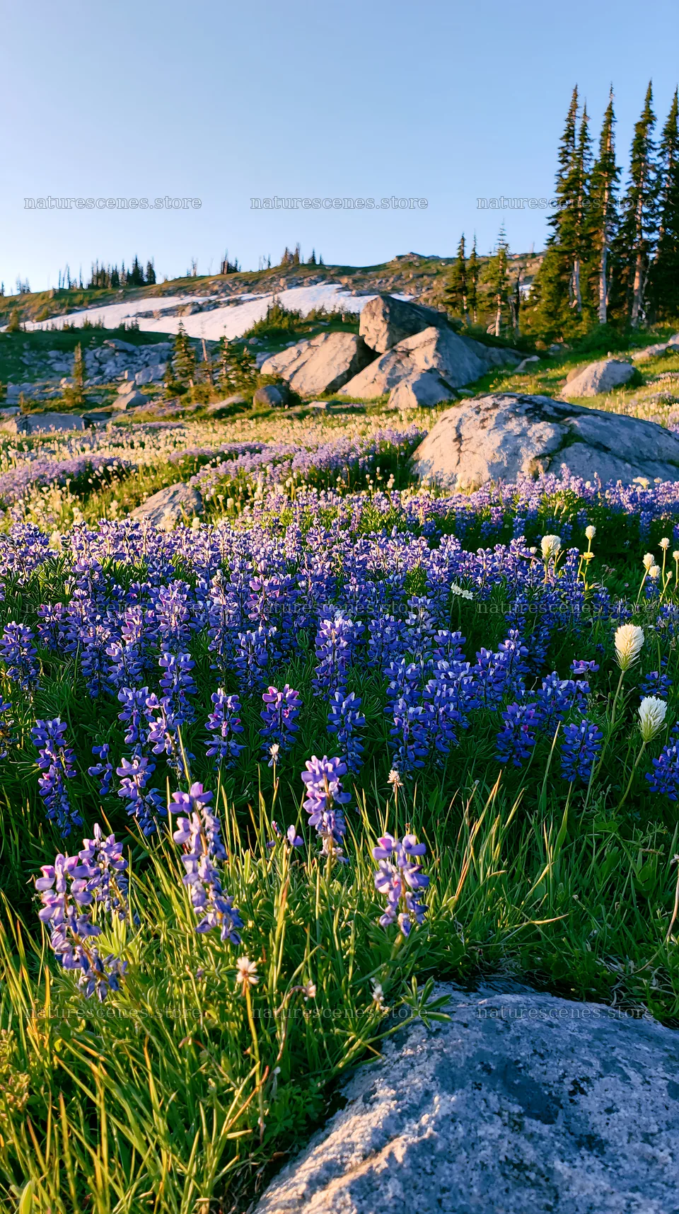 Meadow with boulders and wildflowers in bright sunlight – nature scenes 5938x10608