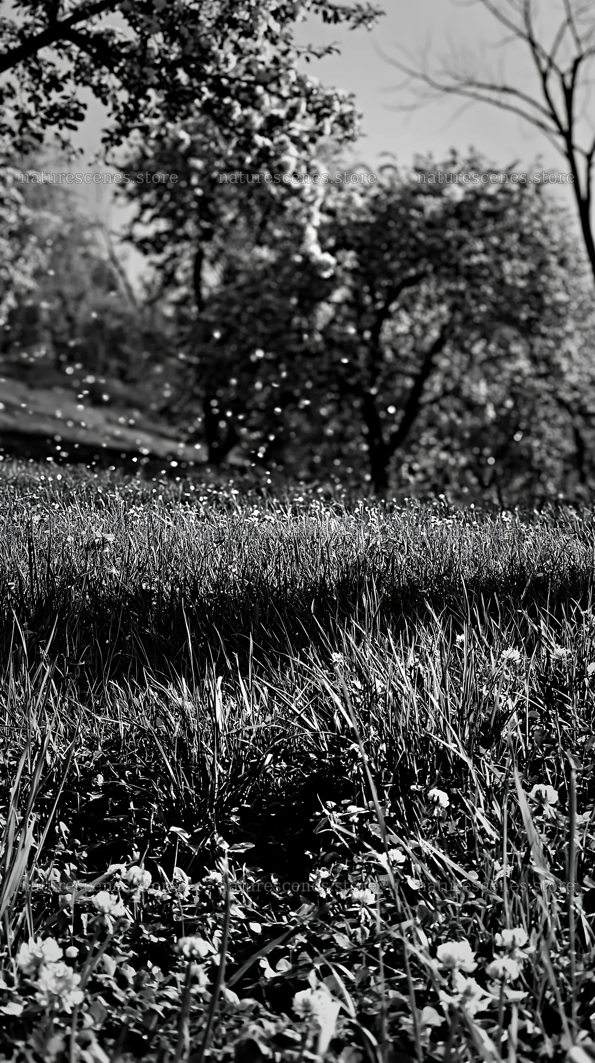 Apple meadow in a valley with grass and trees – nature scenes 5938x10608
