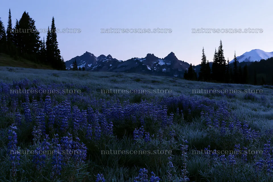 Mount Rainier wildflower meadow at sunrise – nature scenes 9722x6480