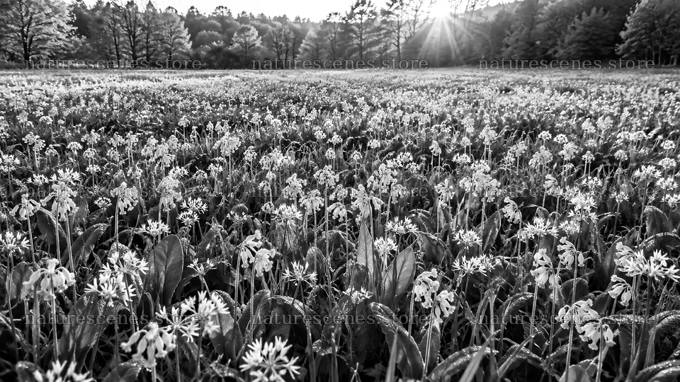 Monochrome Forest Clearing with Sunbeams – nature scenes 10324x5812