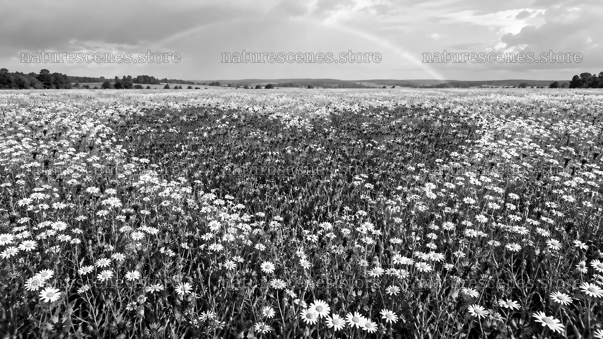 Monochrome Flower Meadow Beneath a Cloudy Sky – nature scenes 10331x5808