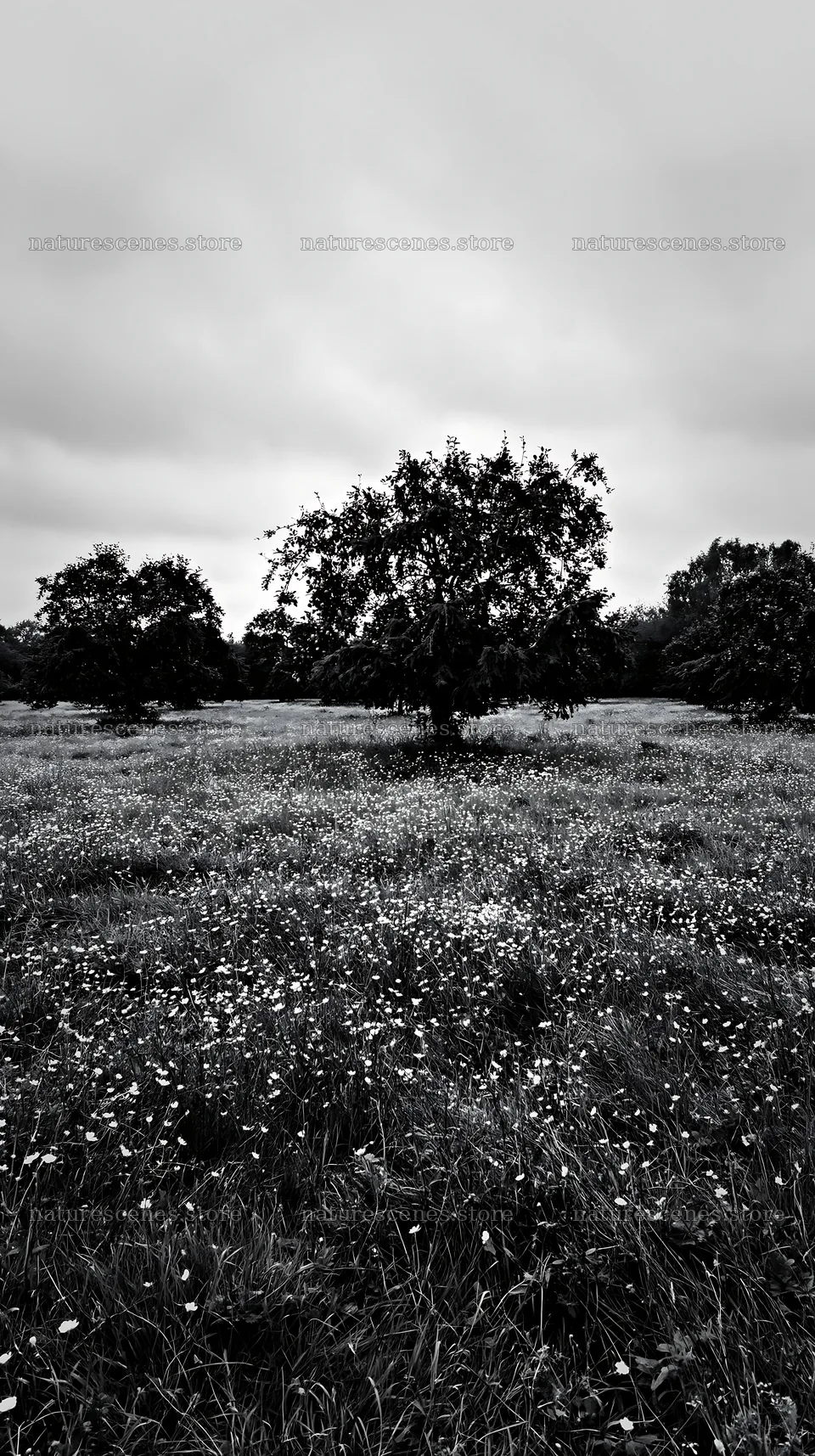 Christmas meadow with apple trees and garlands in conservation – nature scenes 5938x10608