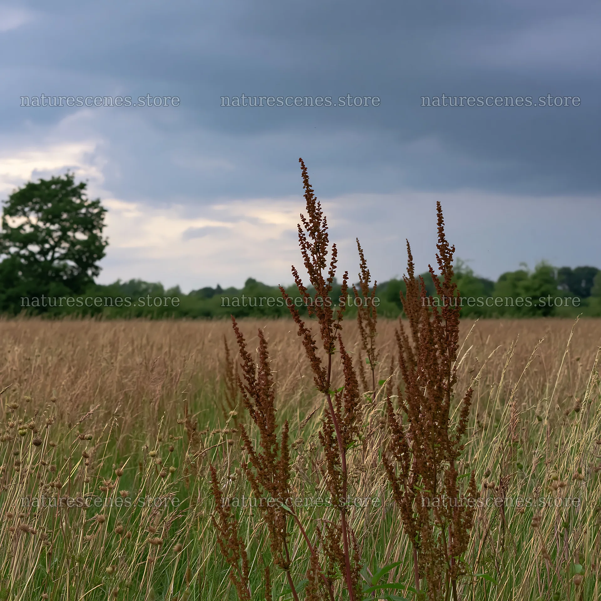 Meadow with seedheads under a cloudy sky – nature scenes 7938x7938