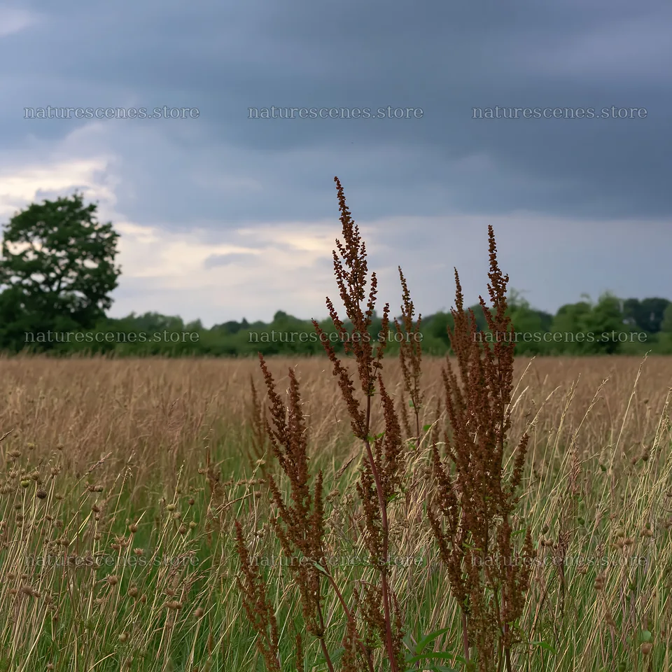 Meadow with seedheads under a cloudy sky – nature scenes 7938x7938