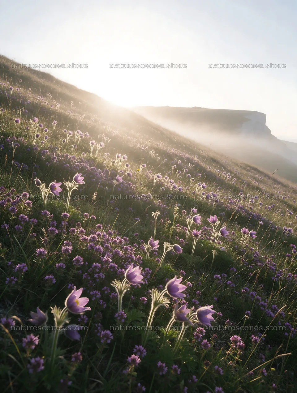 Sunny meadow with wild thyme and blooming flowers – nature scenes 6898x9134