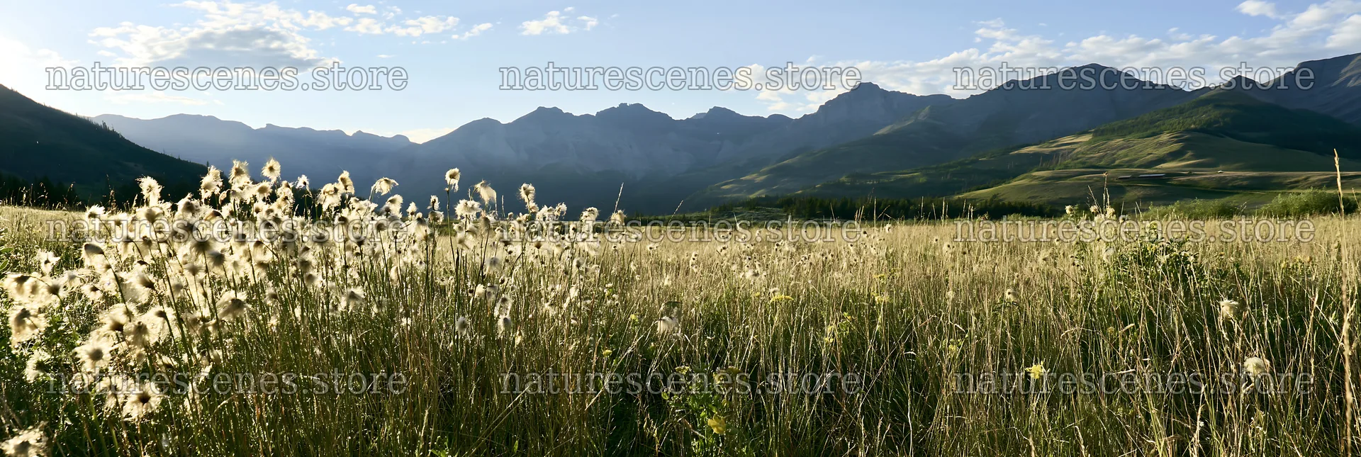 Meadow grass seedheads against mountains and blue sky – nature scenes 13690x4602