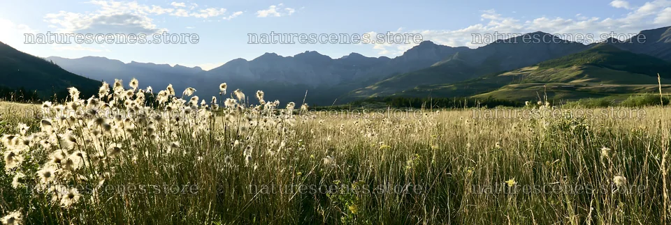 Meadow grass seedheads against mountains and blue sky – nature scenes 13690x4602