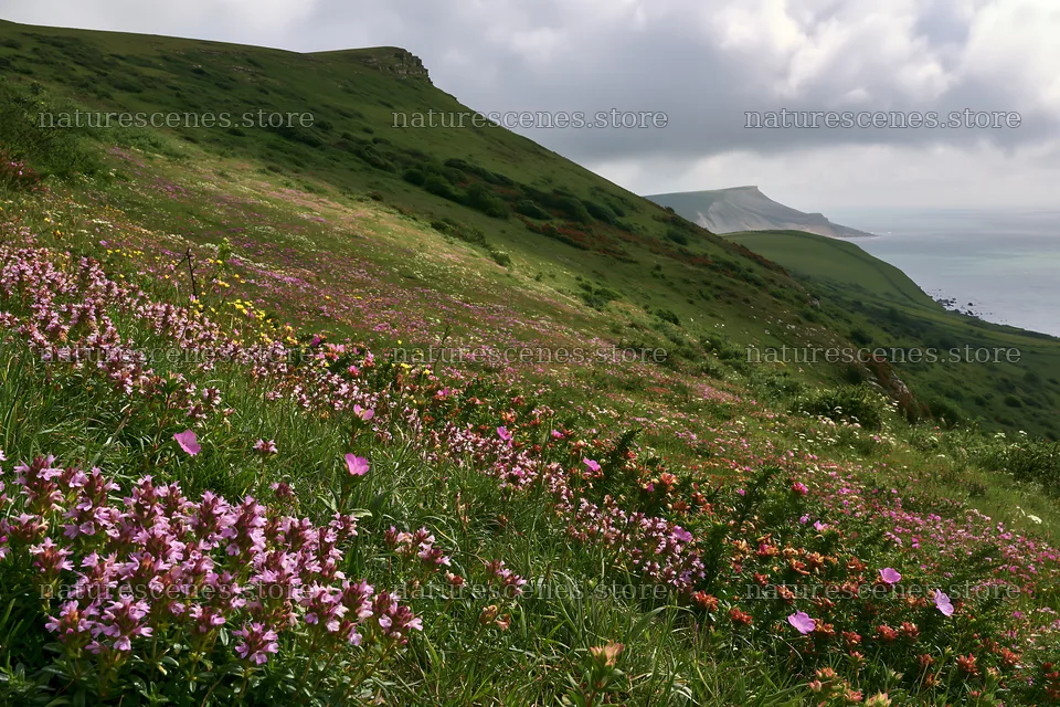 Cloudy meadow with wild thyme and flowers along the coastline – nature scenes 9722x6480