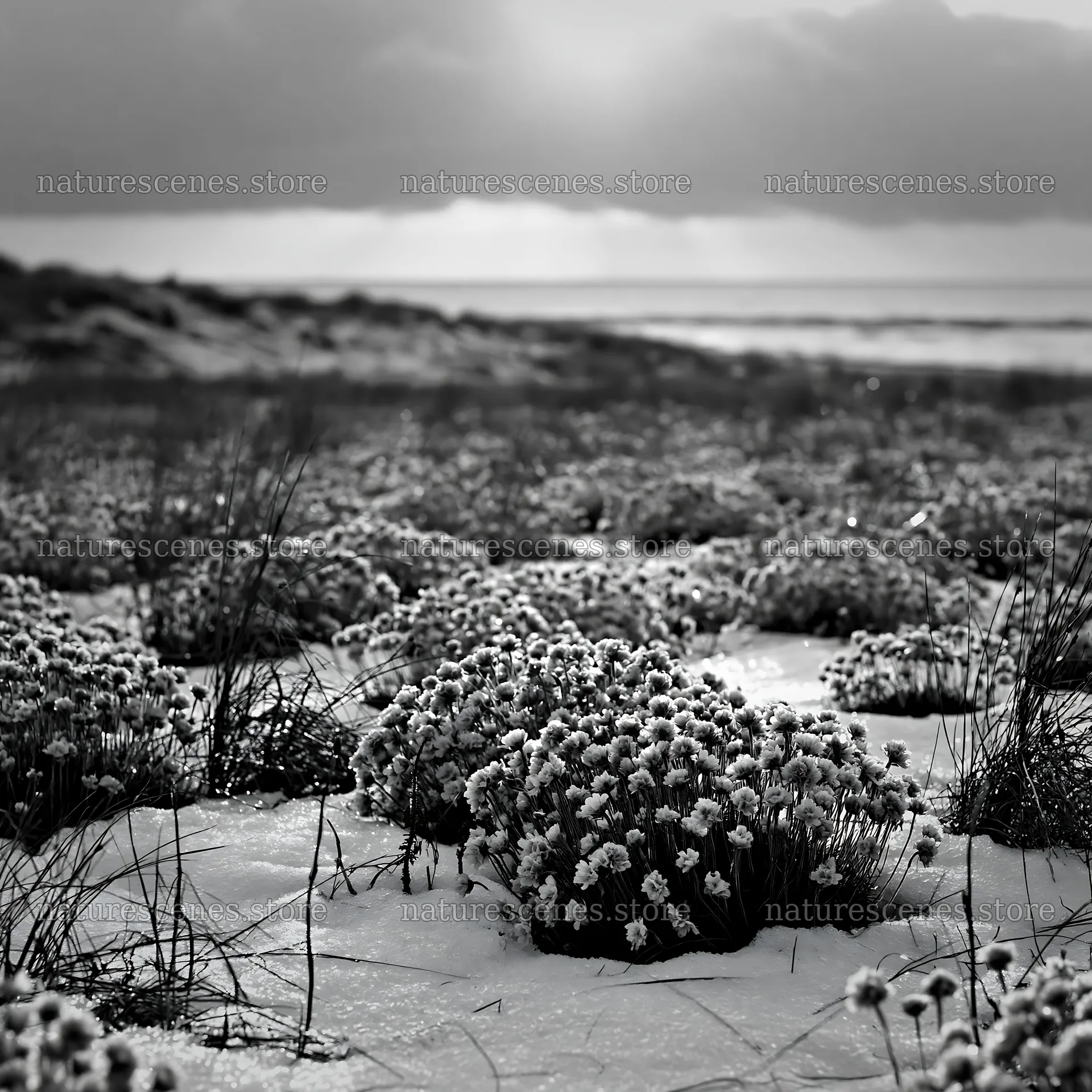Dune meadow with snow and coastal background – nature scenes 7938x7938