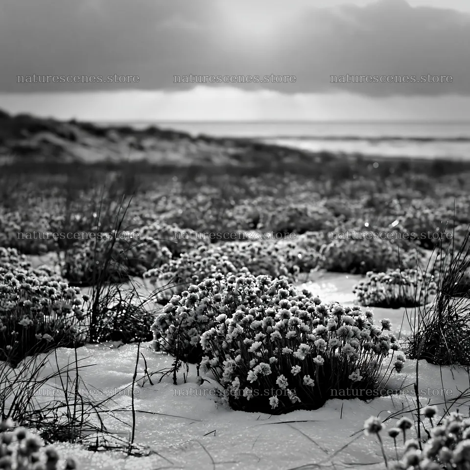 Dune meadow with snow and coastal background – nature scenes 7938x7938