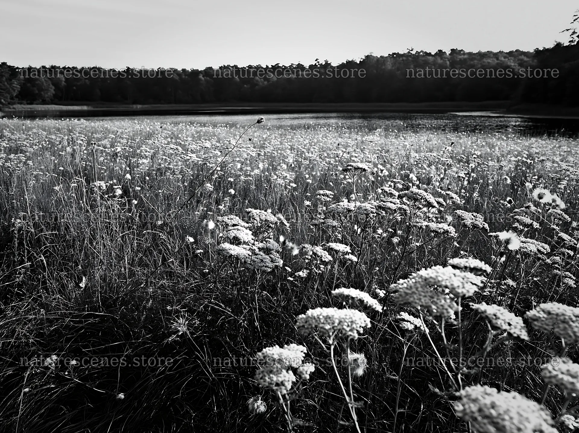 German lakeside meadow with flowers and calm water – nature scenes 9174x6866