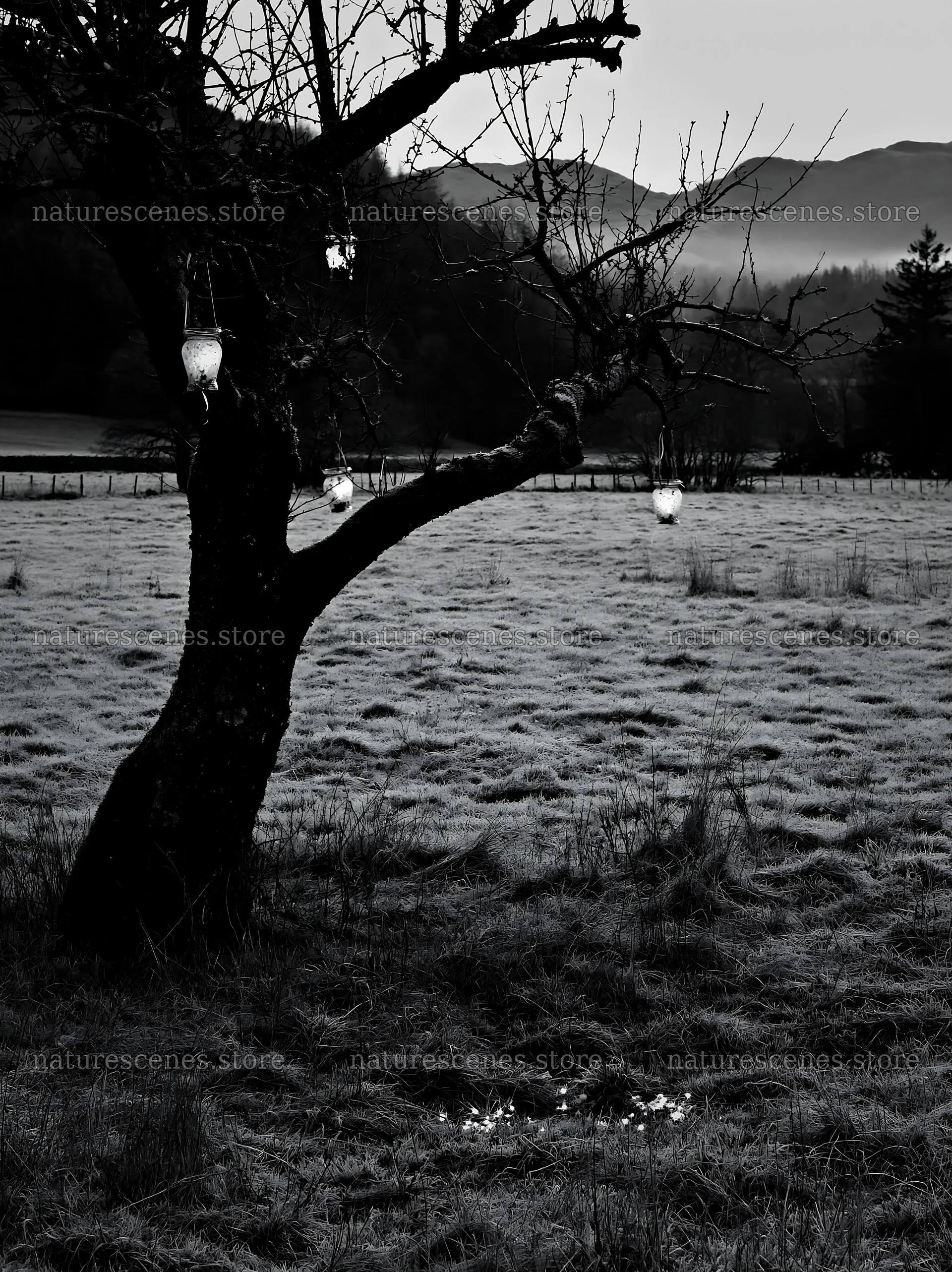Christmas lanterns hanging on an apple tree in Lake District meadow – nature scenes 6866x9174